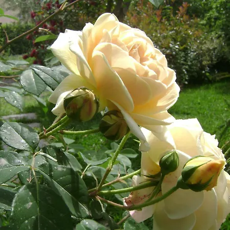 Il Giardino Segreto Bed and Breakfast Trappitello